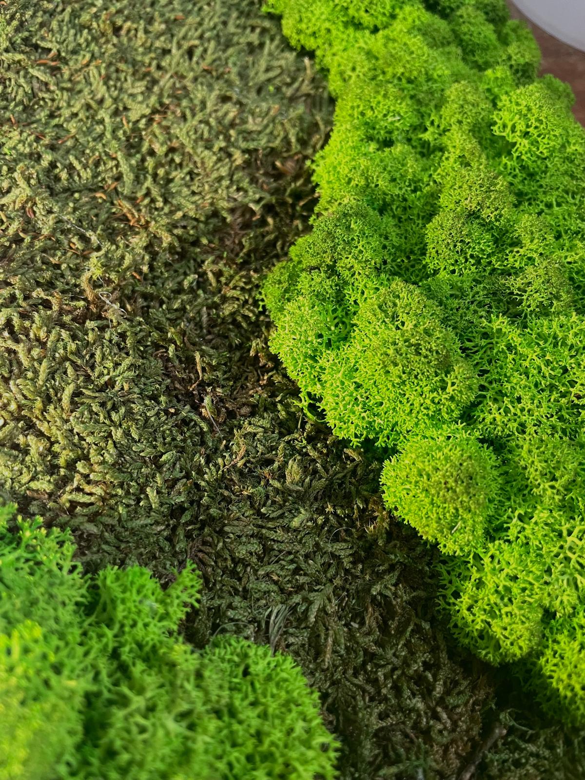 Waldgeflüster - Im Miniaturwald 2er Set