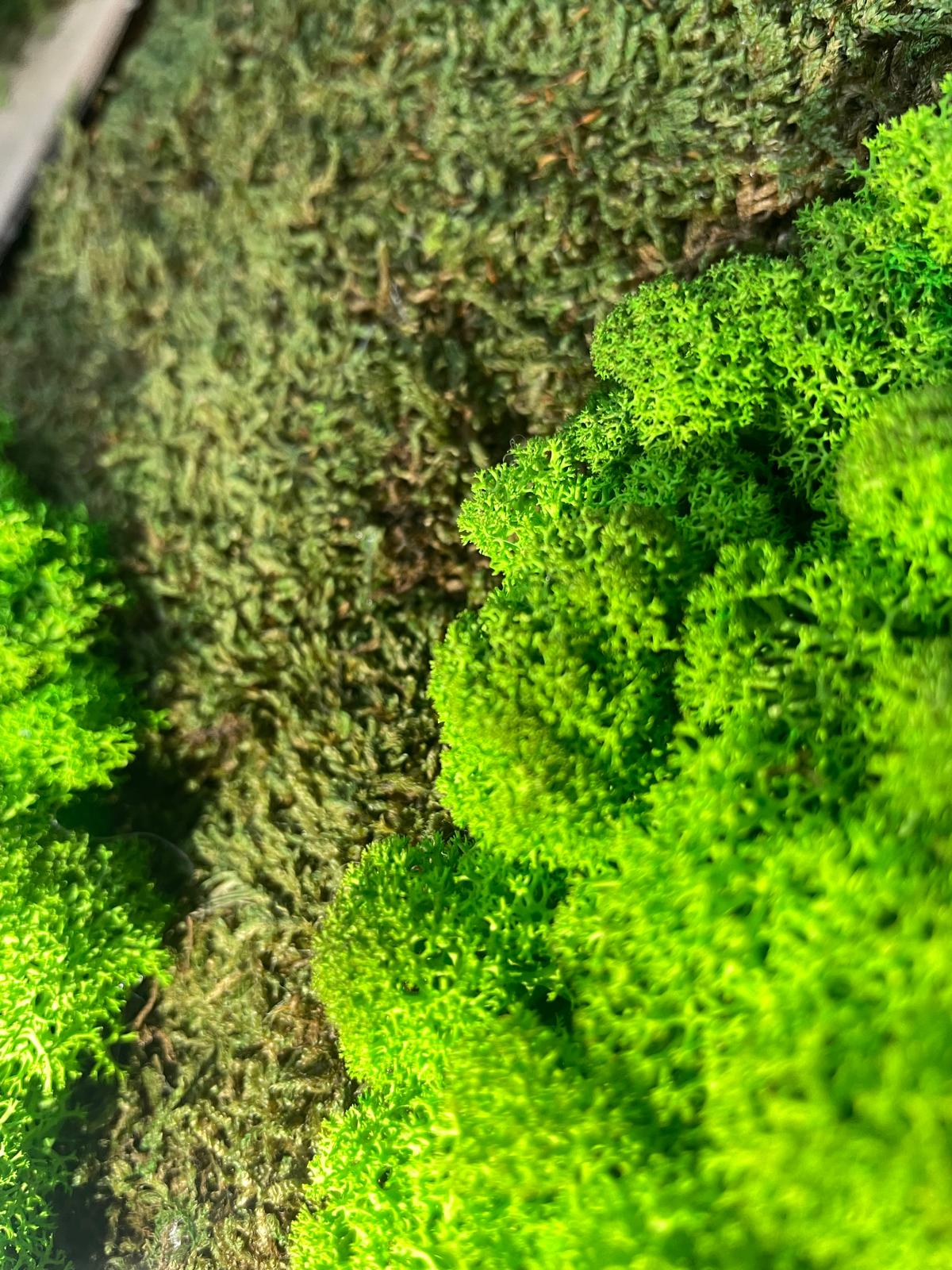Waldgeflüster - Im Miniaturwald 2er Set