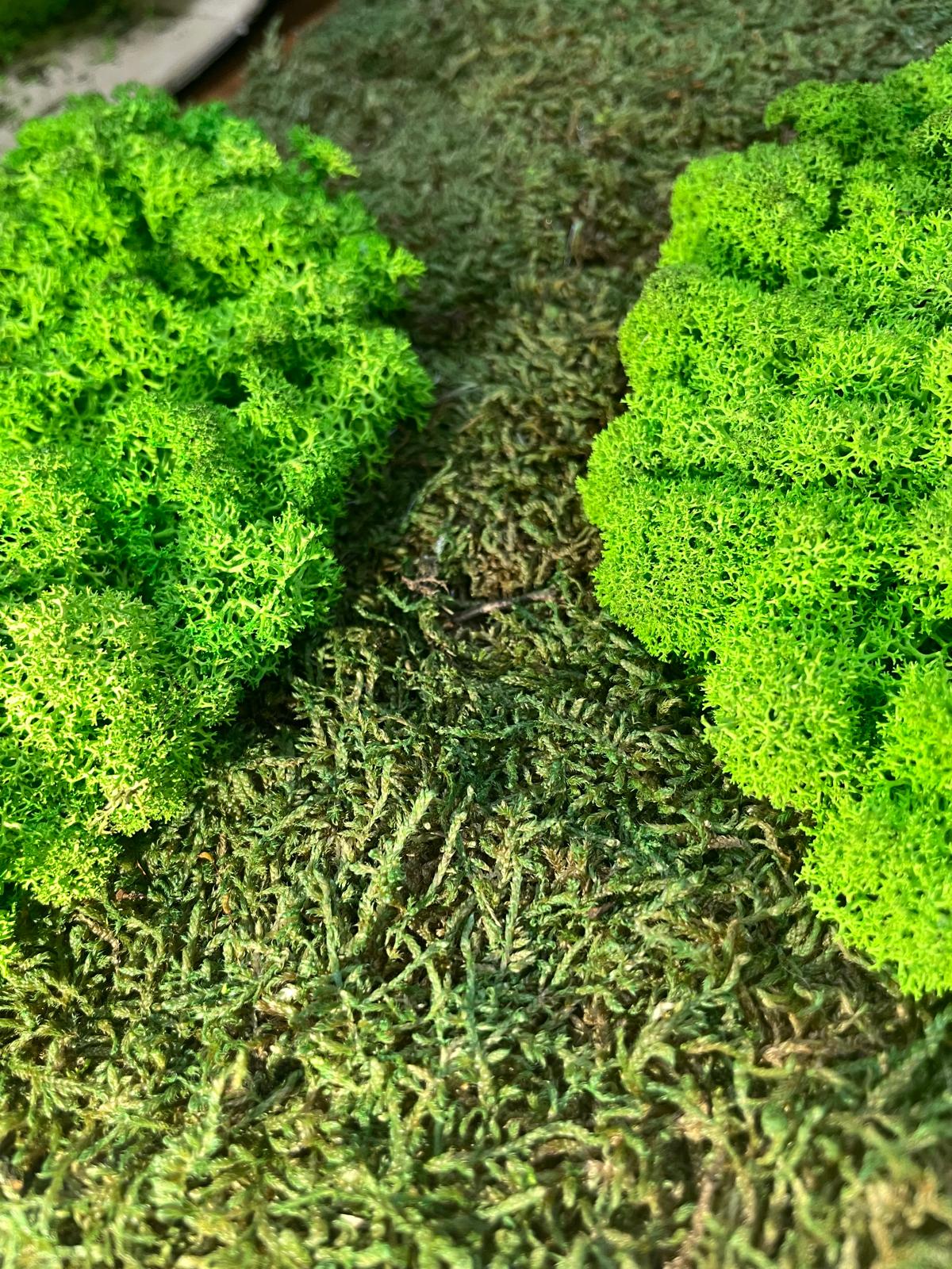 Waldgeflüster - Im Miniaturwald