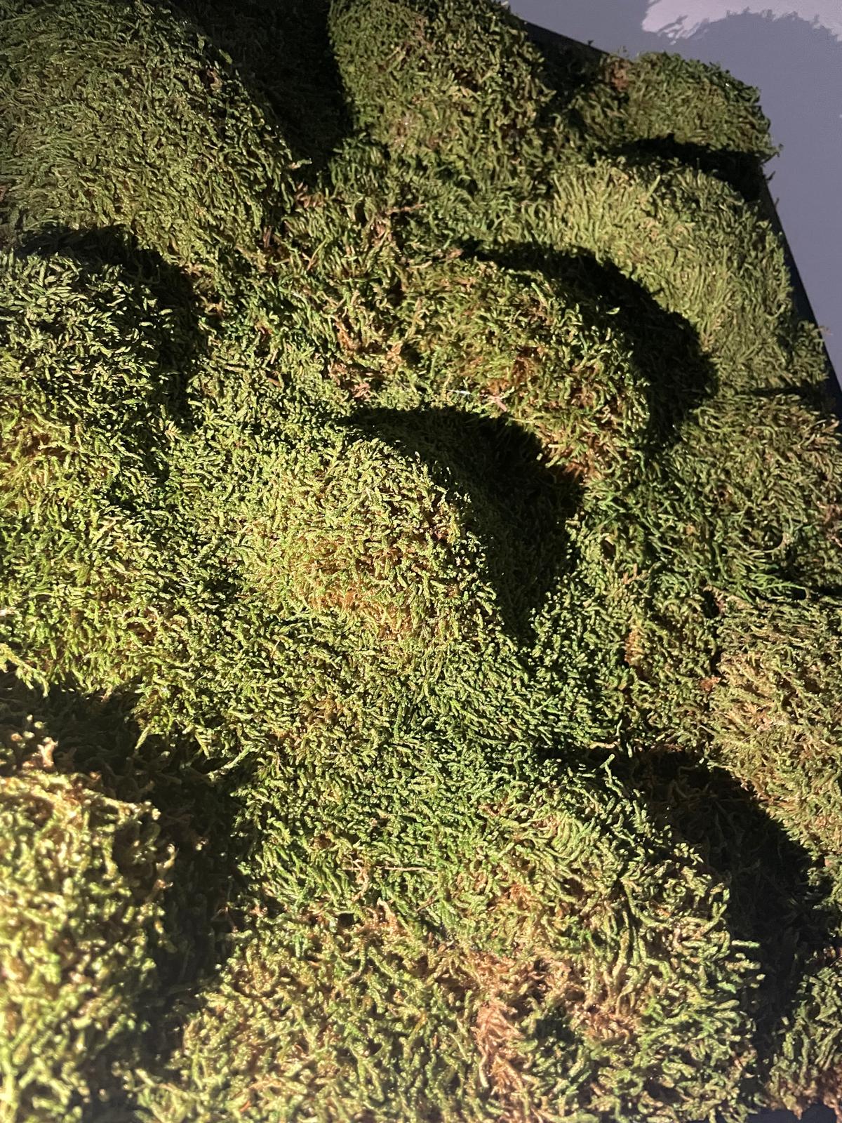 Kreis der Natur und Moosgipfel Set
