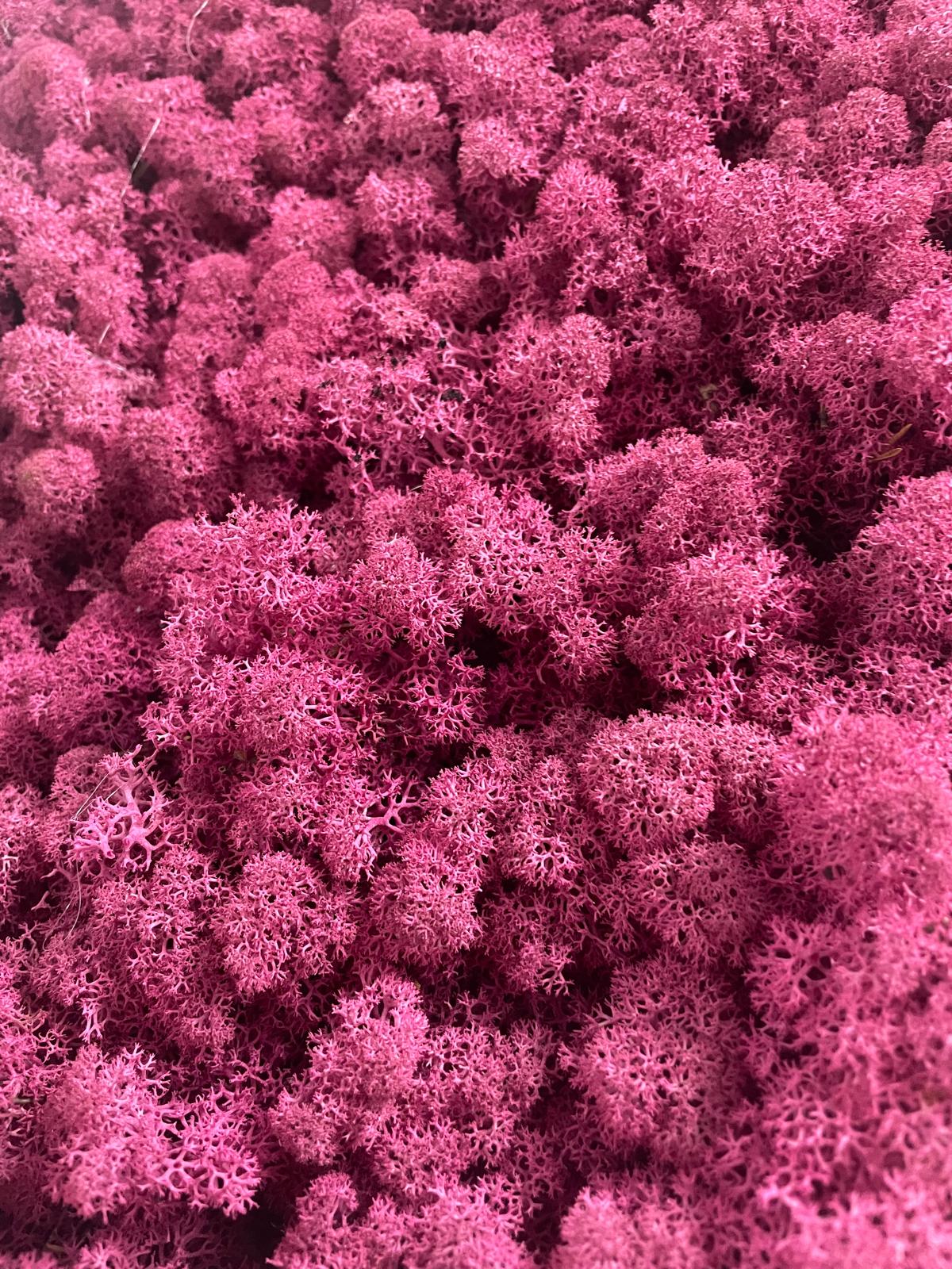 Pinkes Paradies
