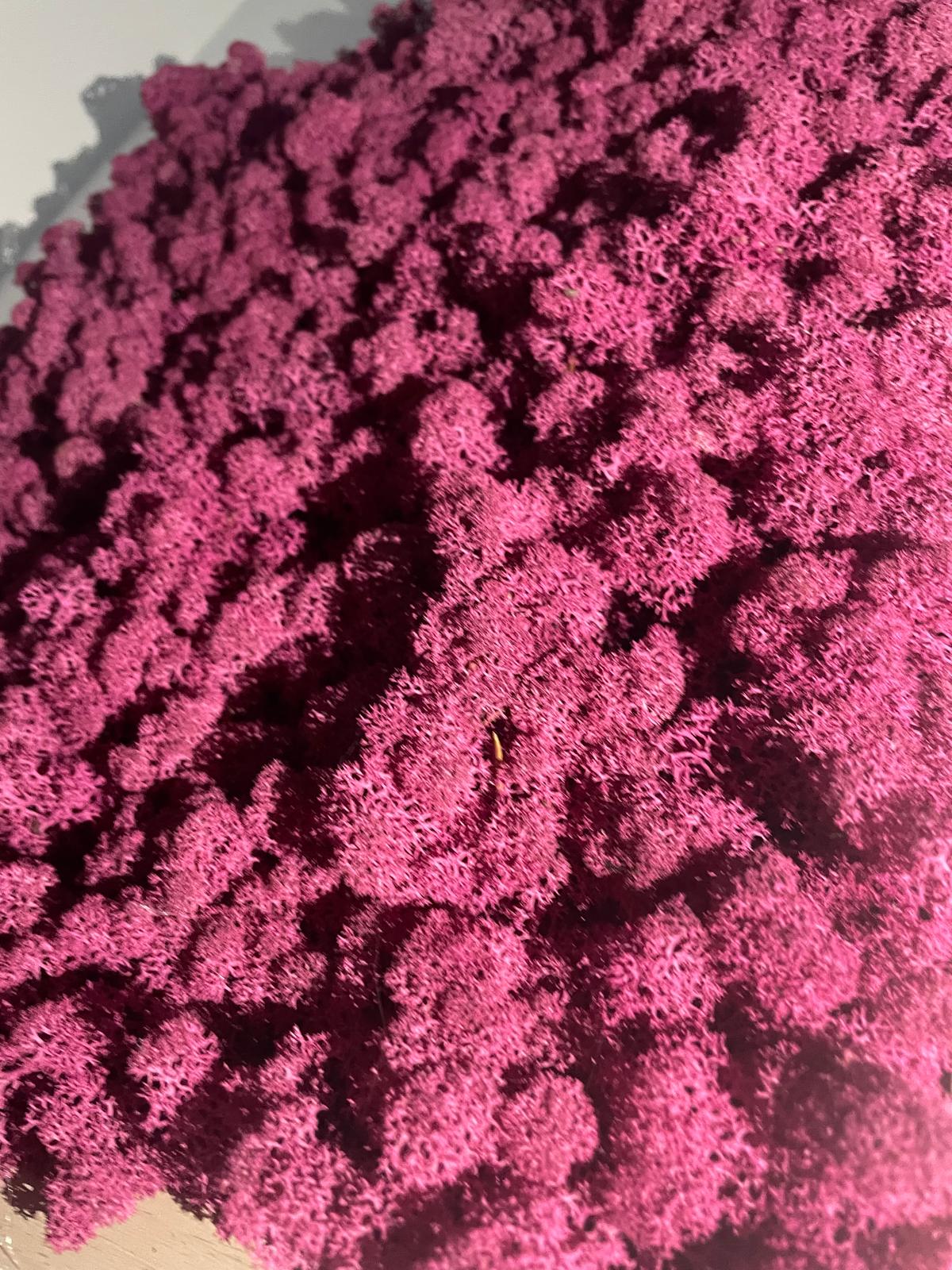 Pinkes Paradies
