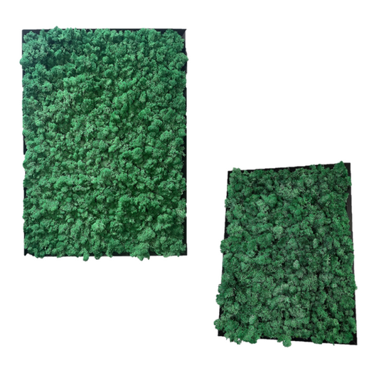 Schattenwald - Majestät der Dunkelheit und kleine Geheimnisse