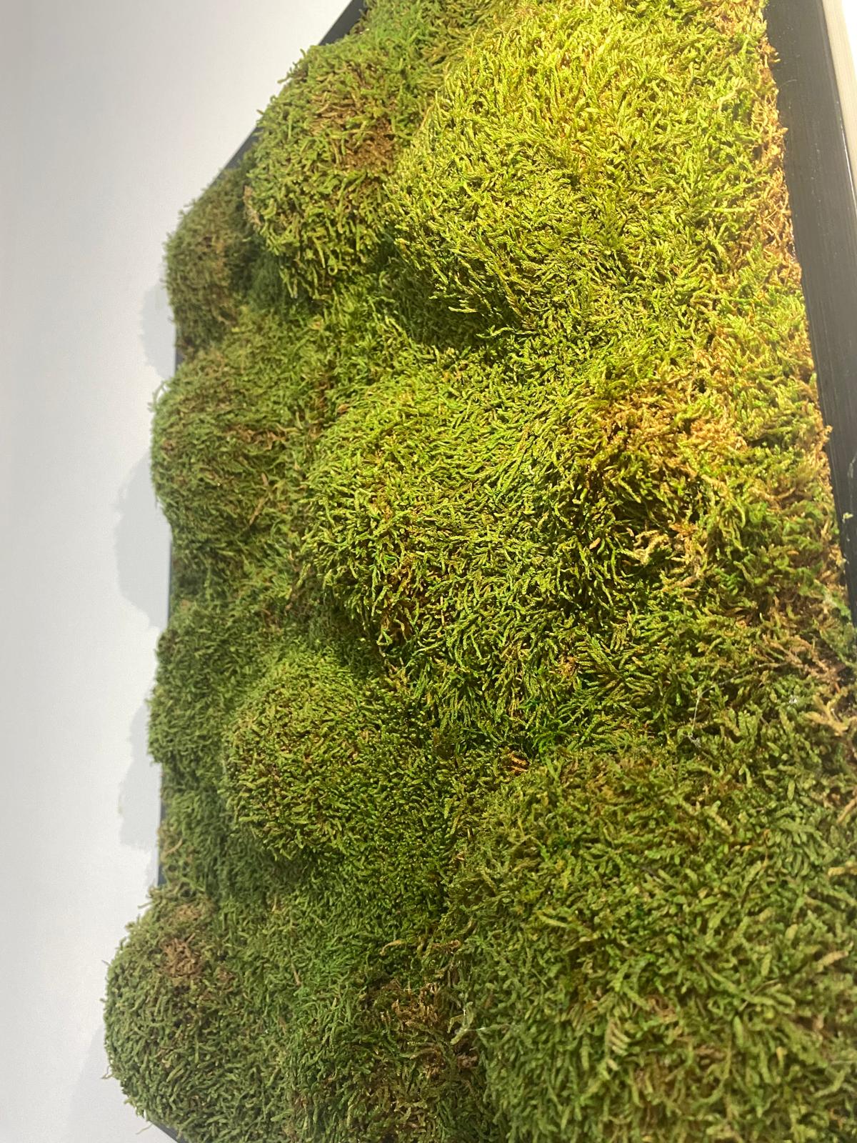 Moosgipfel
