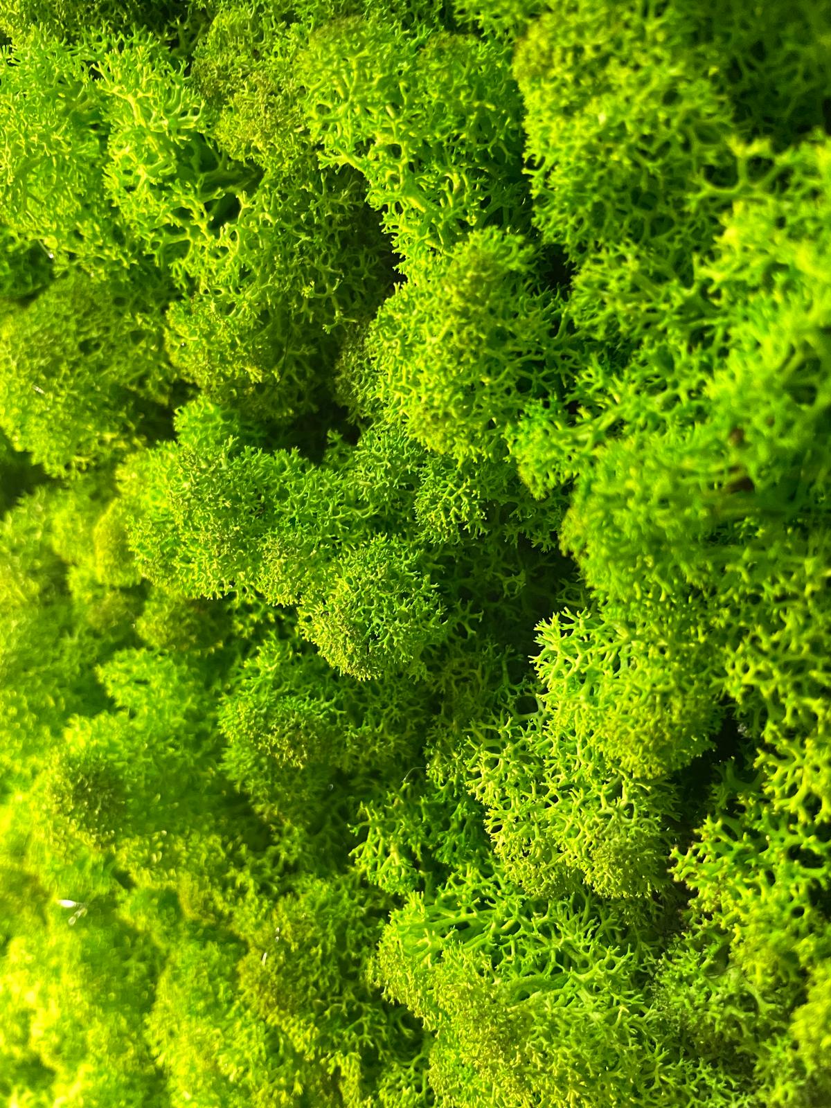 Grüne Brise - der große Atem