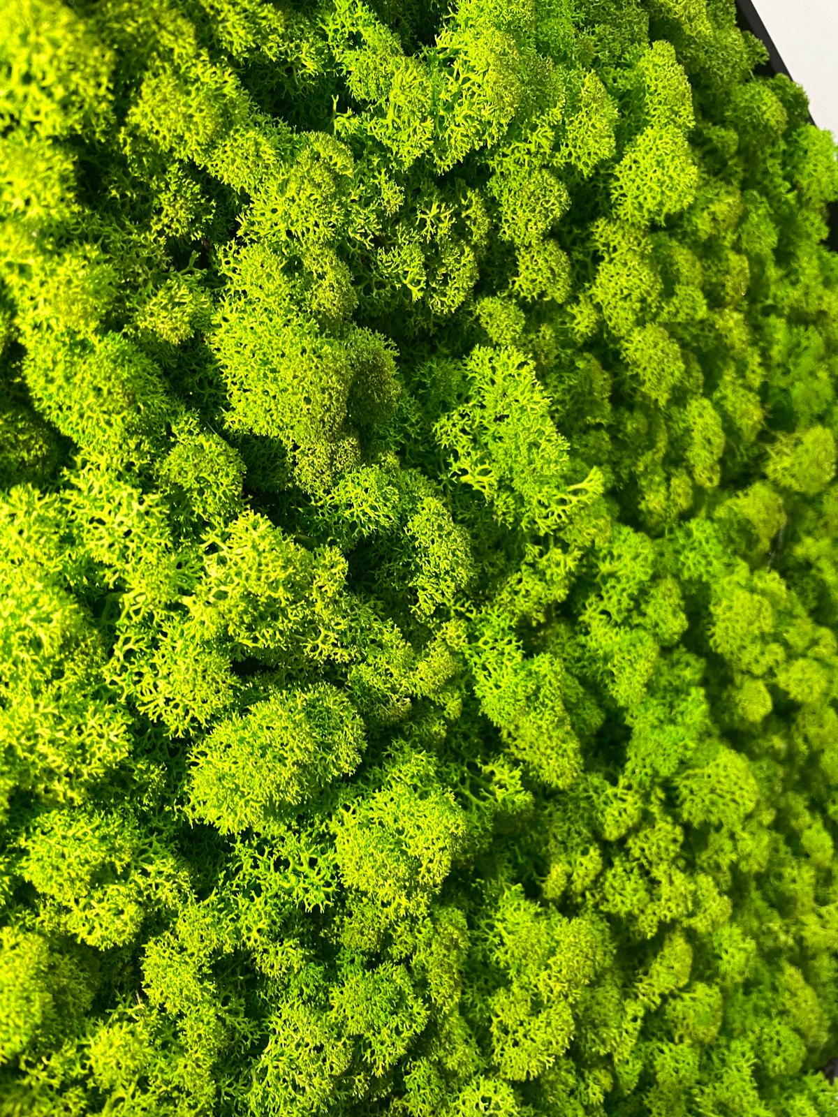 Grüne Brise - der große Atem