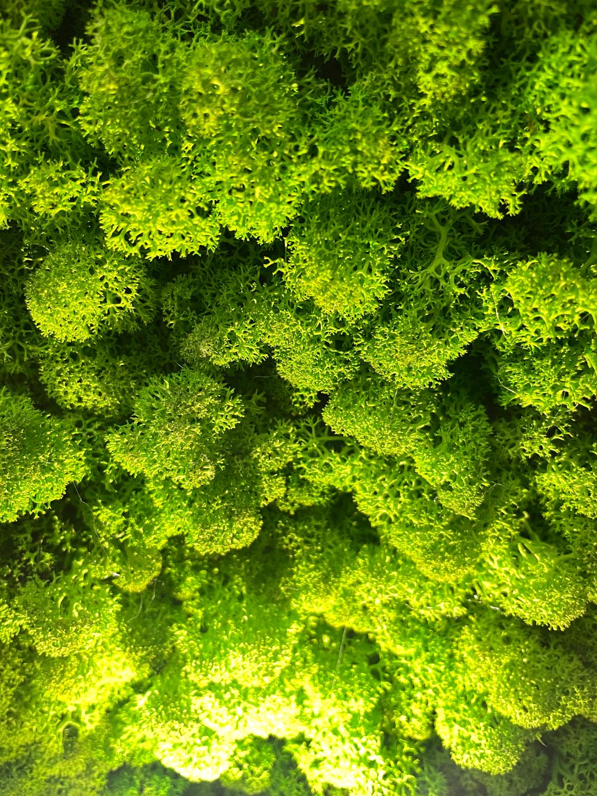 Grüne Brise - der große Atem