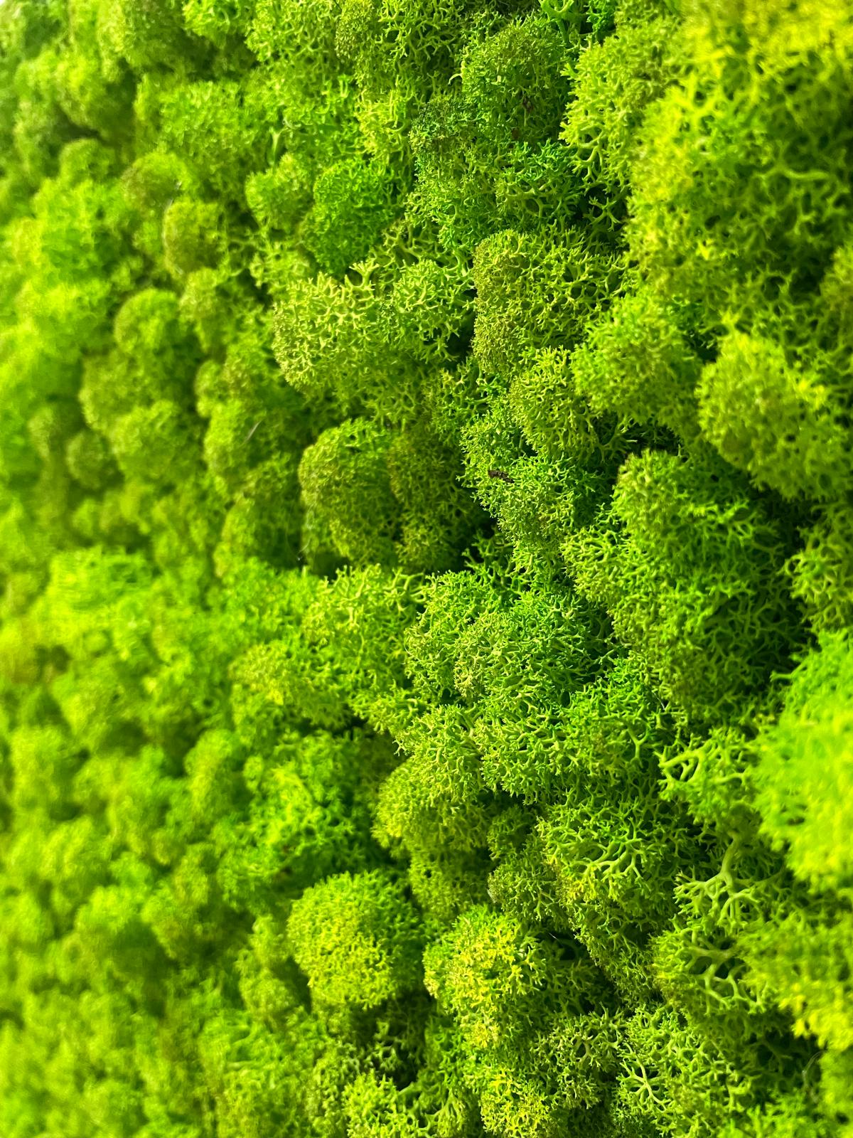 Grüne Brise - der große Atem