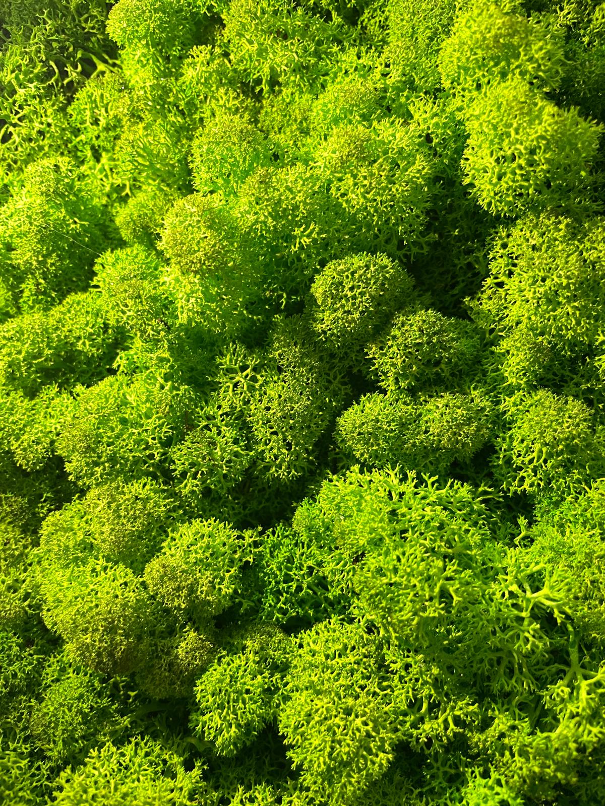 Grüne Brise - der große Atem