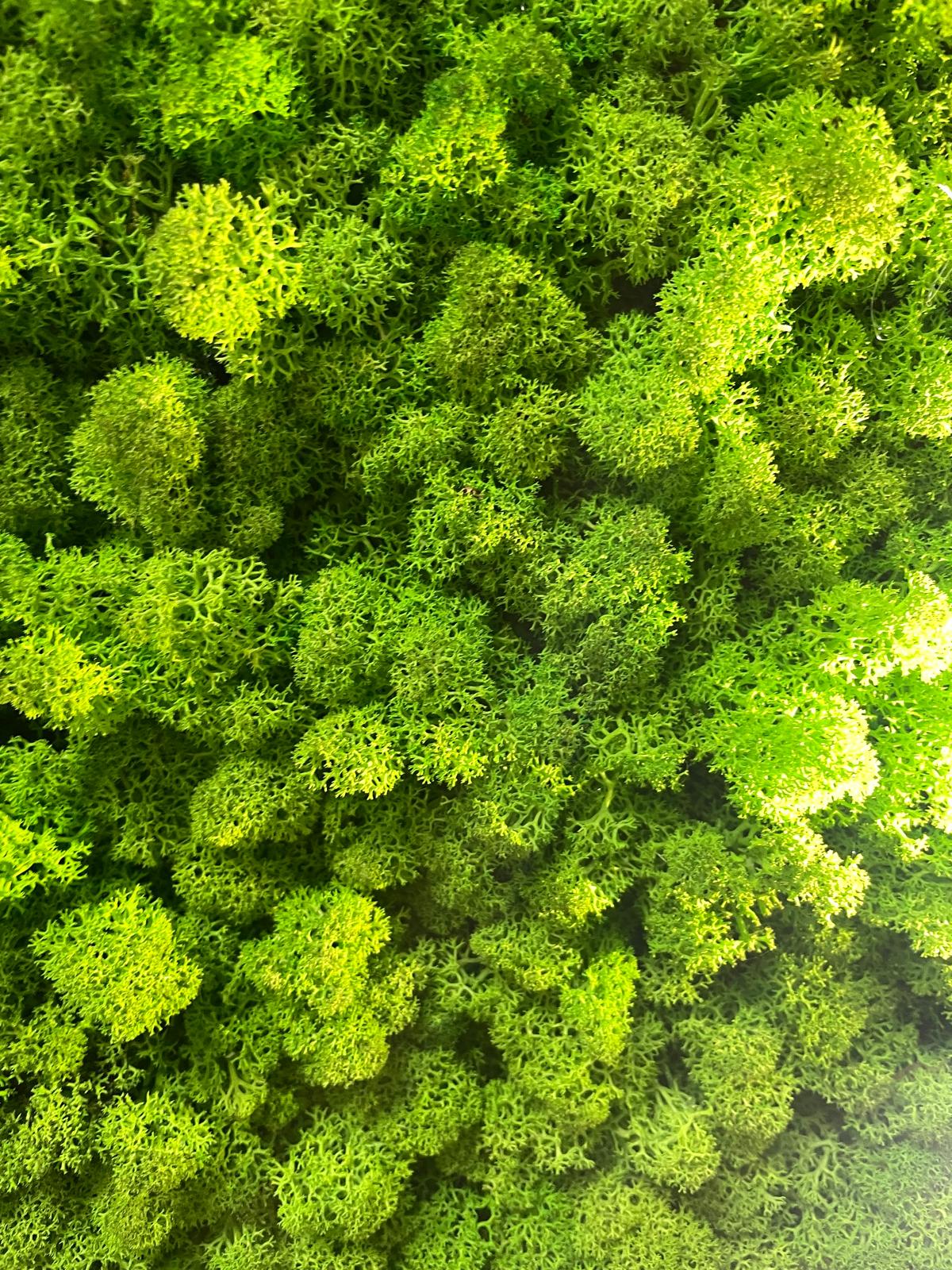 Grüne Brise - der große Atem