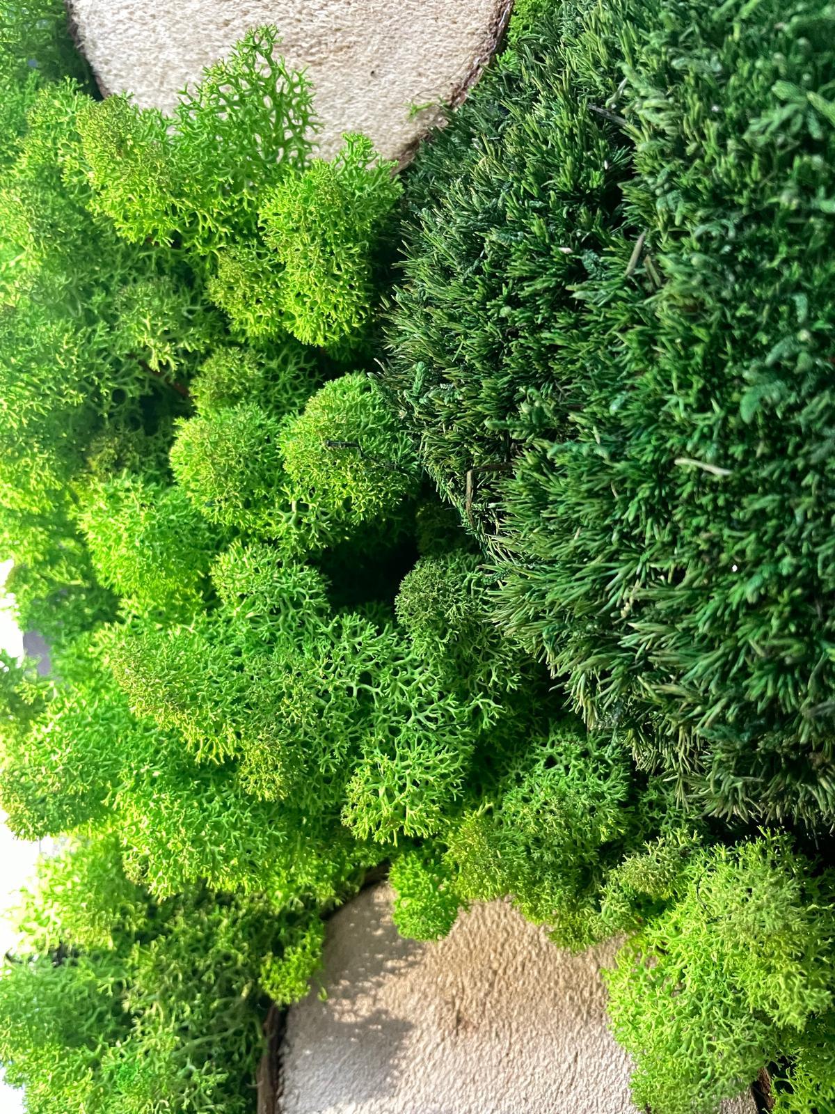Wald der Kontraste