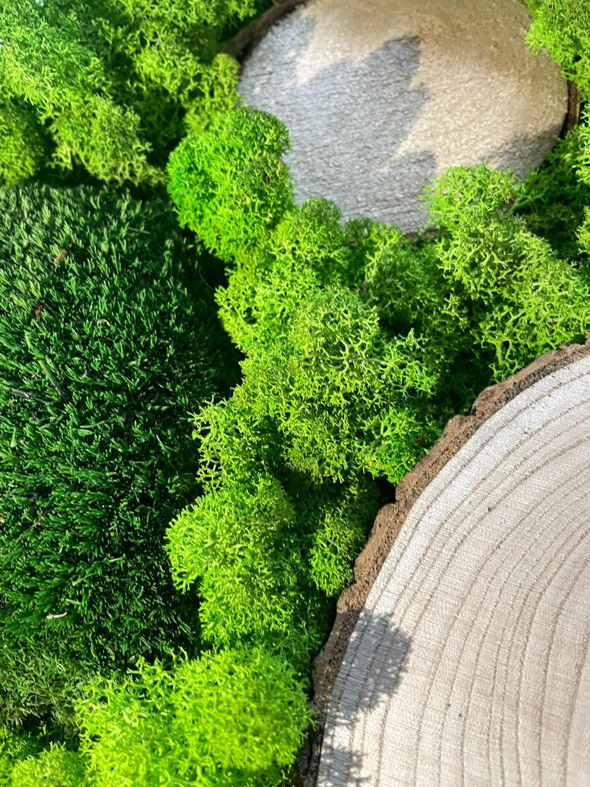 Wald der Kontraste