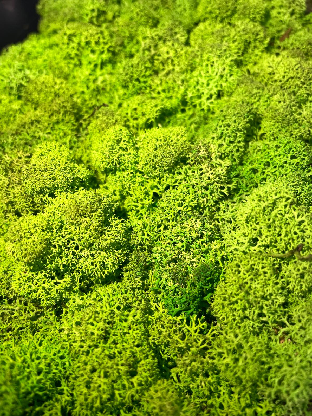 Waldgeflüster - Der große Wald