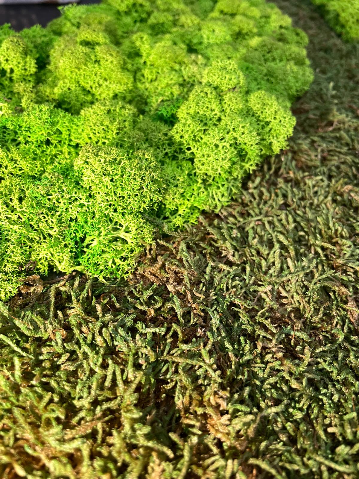 Waldgeflüster - Der große Wald